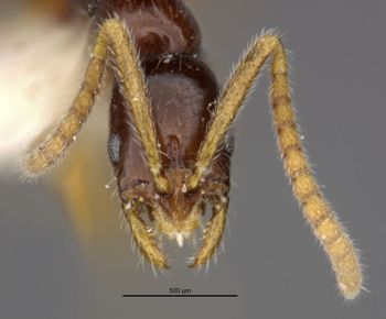 Media type: image;   Entomology 35864 Aspect: head frontal view